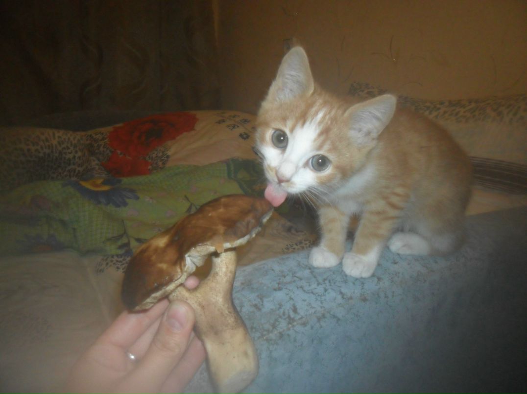 Светлана Попова Svetlanka | Ярославль