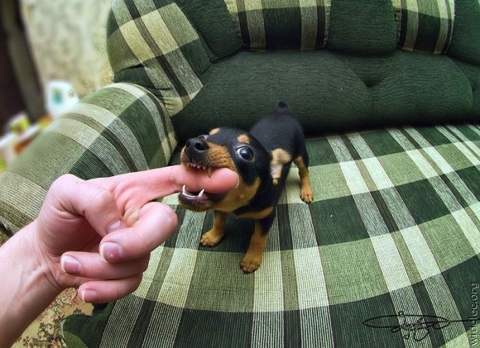 Петр Троян | Москва