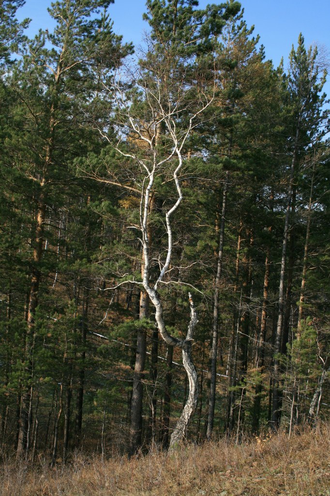 Андрей Автушко | Красноярск
