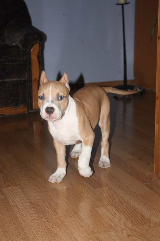 Максимус Милосердный | Москва