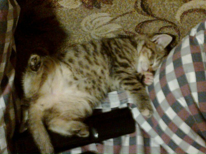 Иван Щукин | Санкт-Петербург