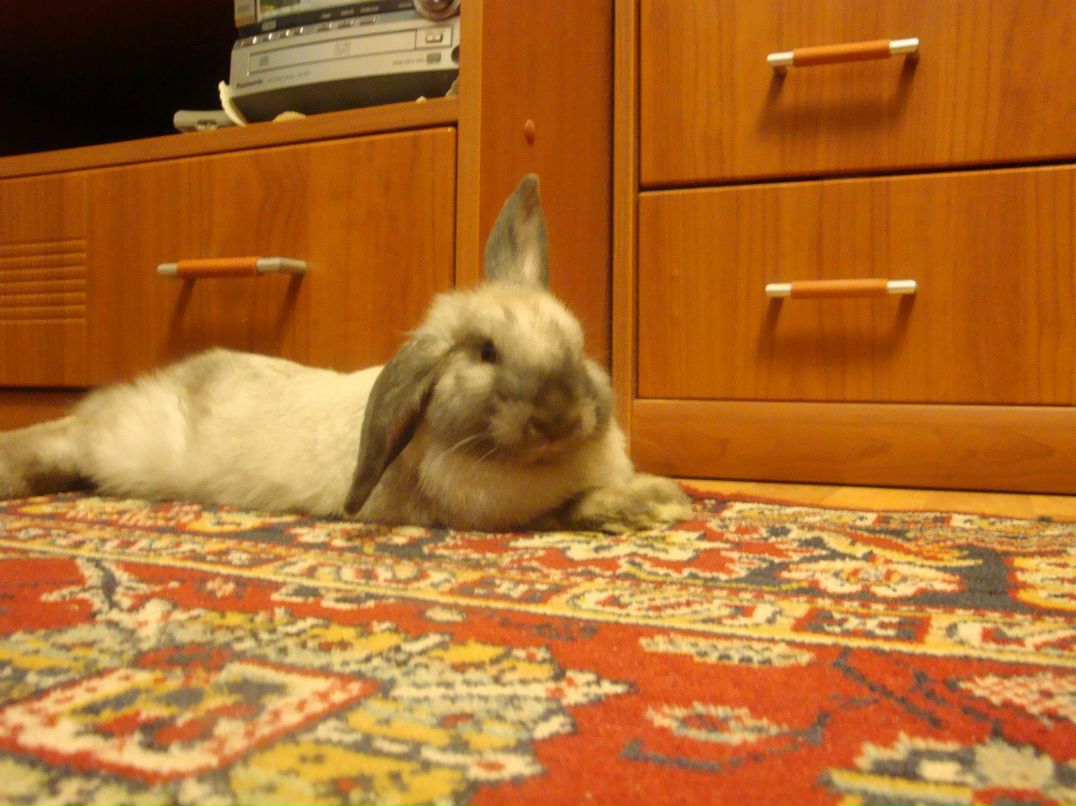 Елена Елизарова | Москва