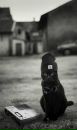 Фотография Алекс Мёрсер