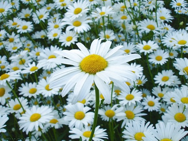 Галина Юнеман | 