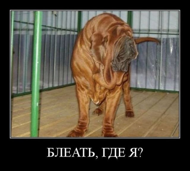 Олег Конадейкин | 