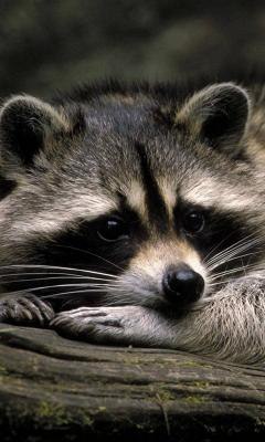 №1, Борис Коновалов №1, Борис Коновалов