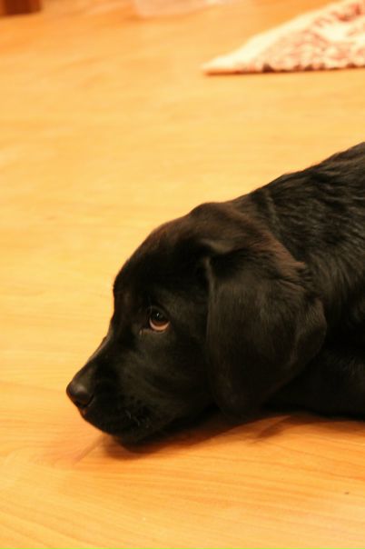 №62, Анастасия Колесник, Кимры №62, Анастасия Колесник, Кимры