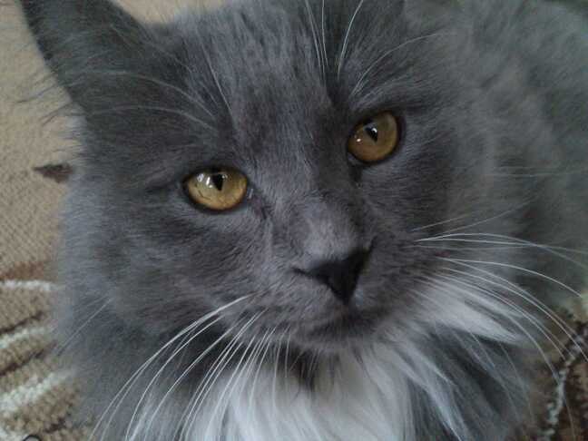 Валентин Халаимов | Киев