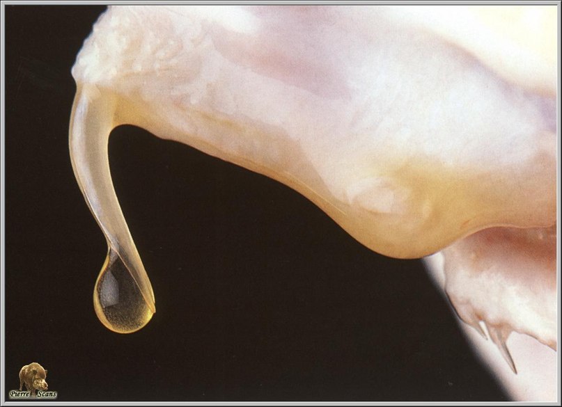 Константин Трояновский | Москва