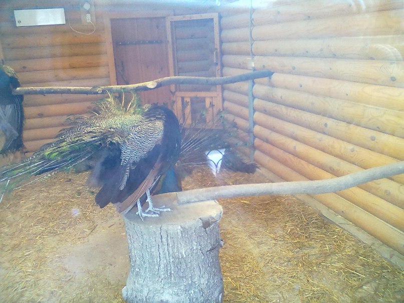 Екатерина Крафт | Тюмень