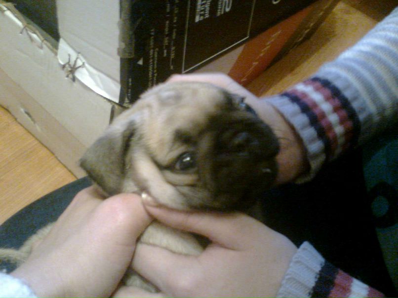 Елена Алова | Череповец