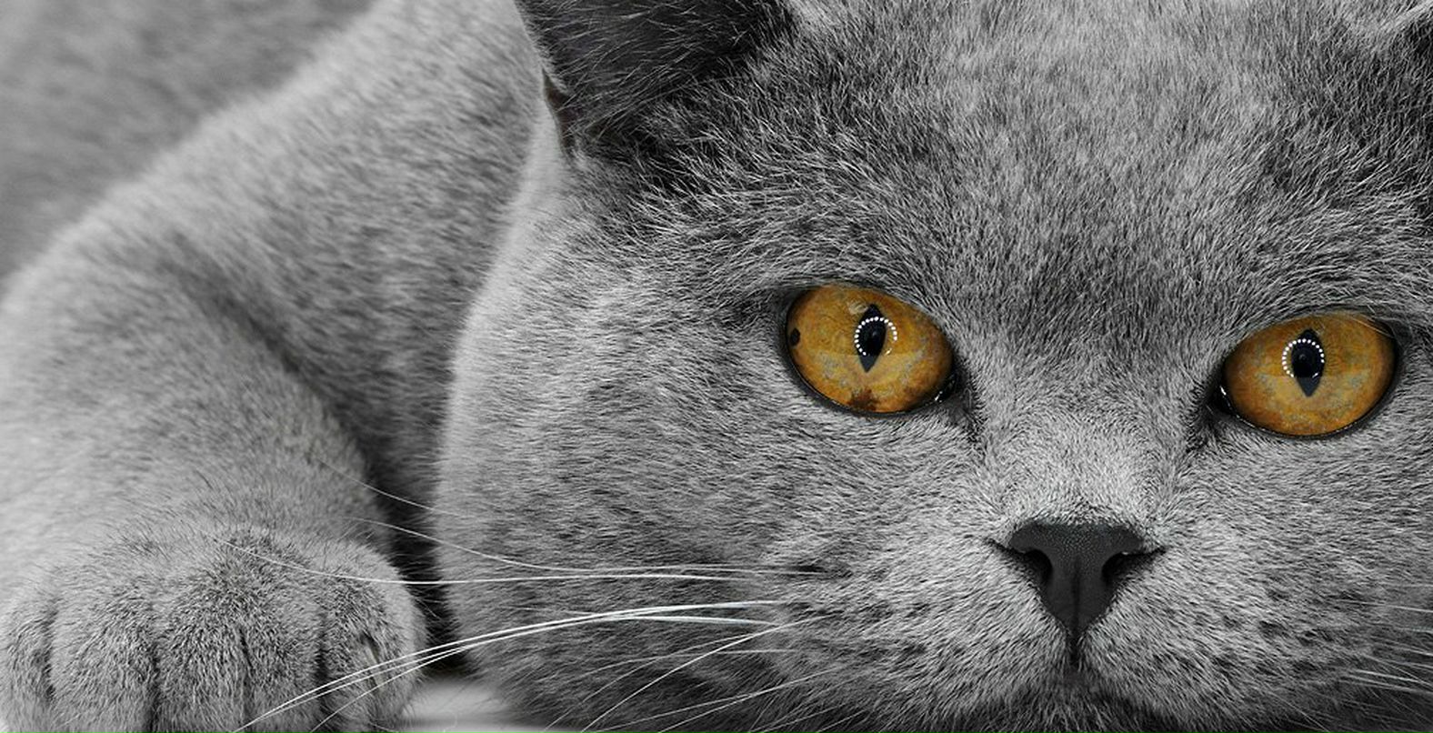 Борис Баварцев | Кореновск