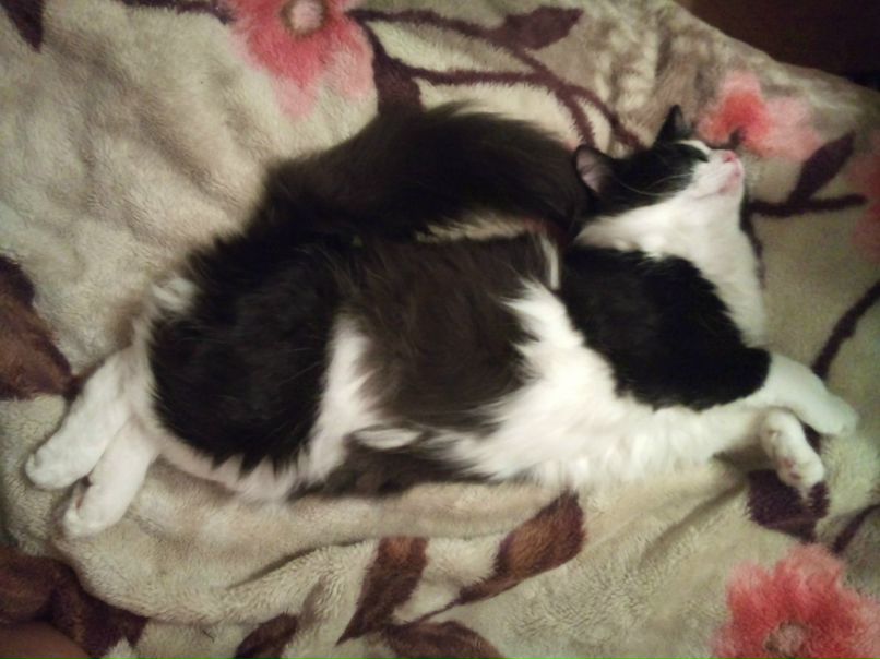 Стэллочка Станкониец | Санкт-Петербург