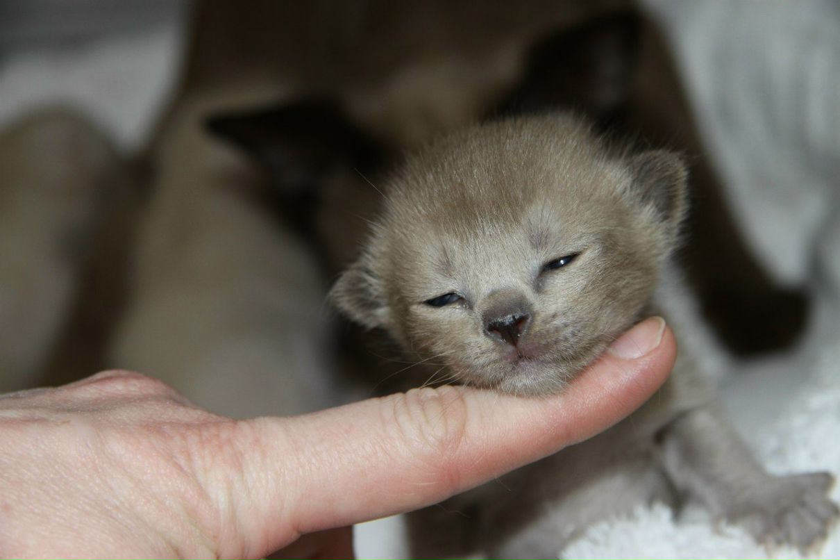 Наталья Лукашова(Алексеева) | Санкт-Петербург