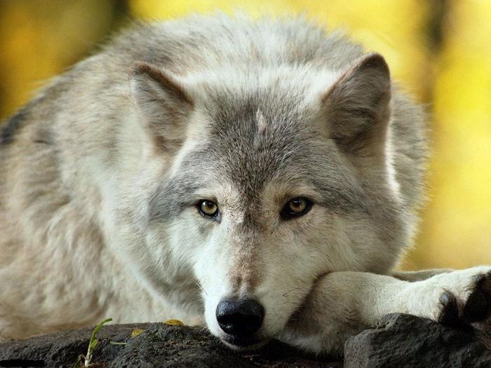 Георгий Яковчук | Курган