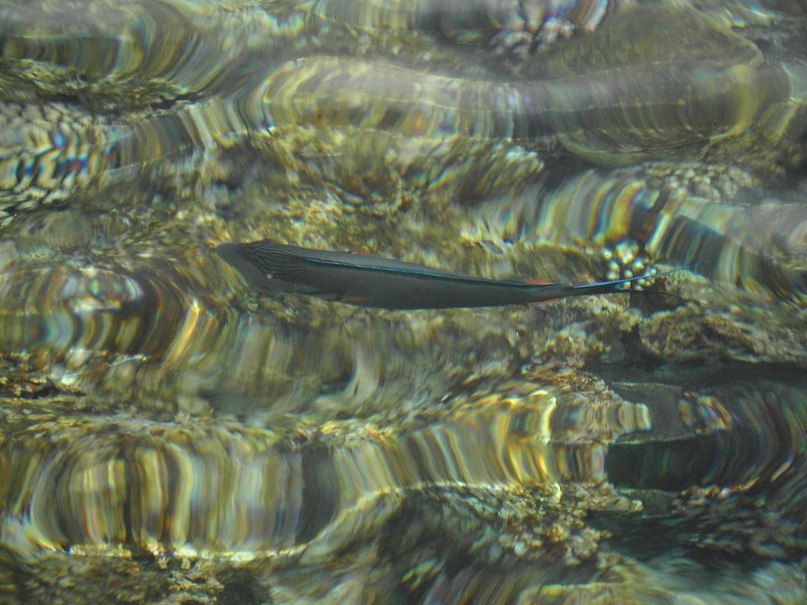 Алексей Калита | Конотоп