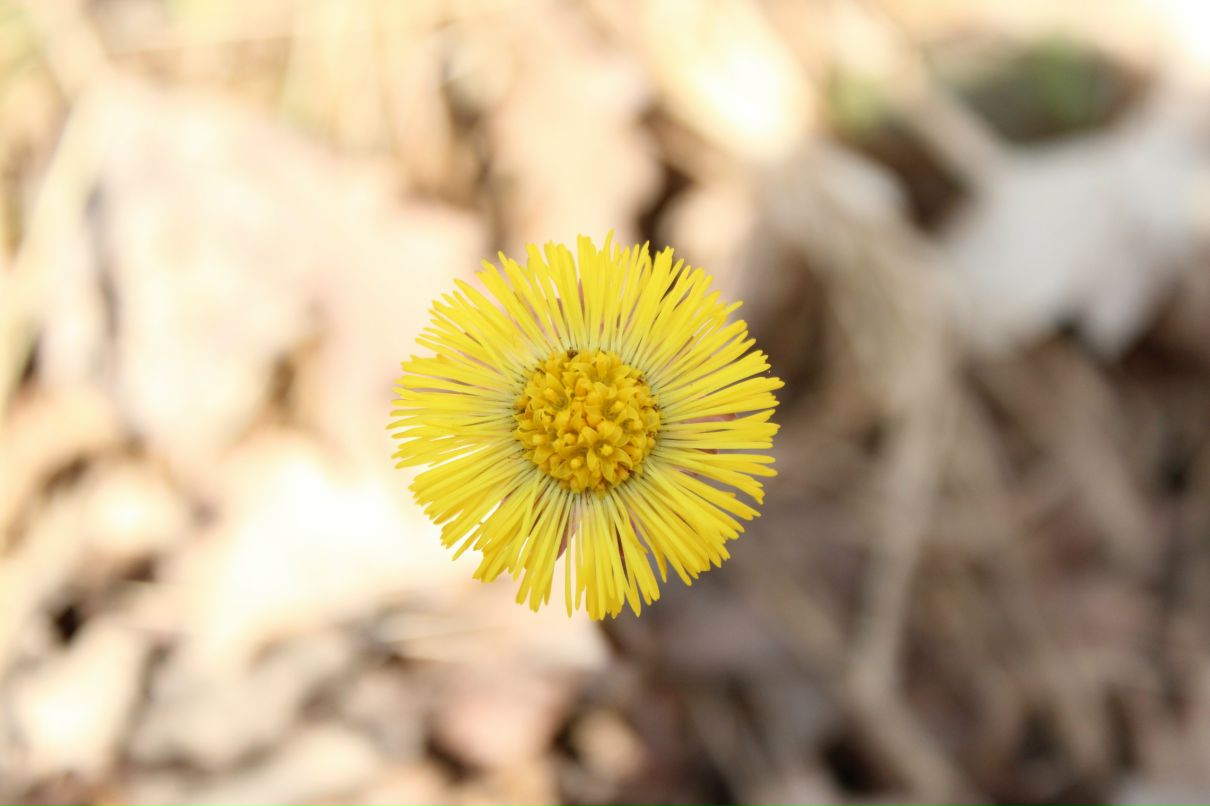 Максим Алехин | Харьков