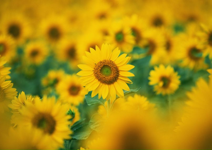 Ксения Глыбчак | Киев