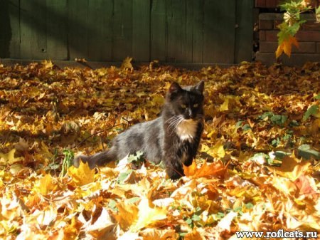 Арина Заднепровская | Тимашевск