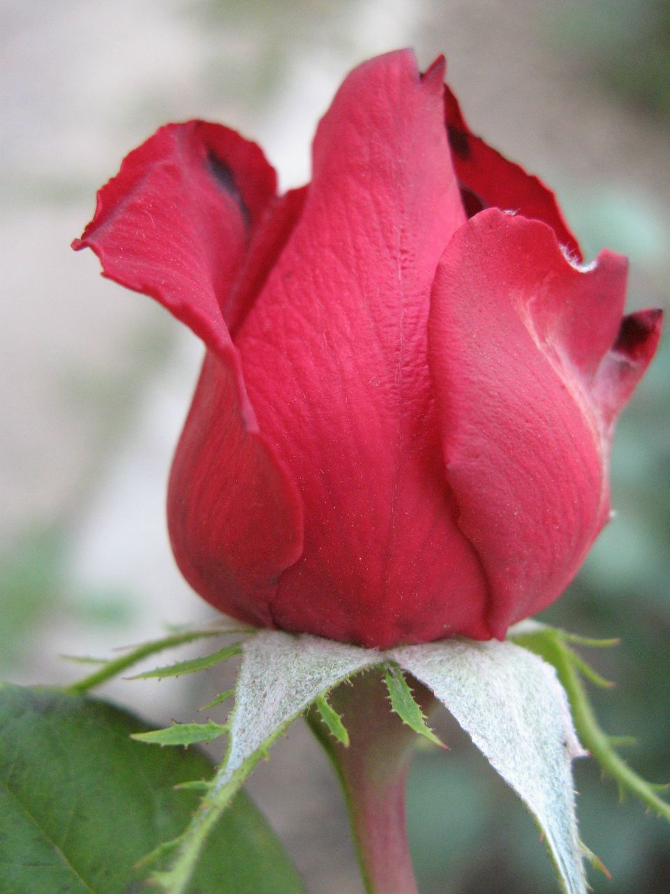 Вова Гриднев | Ичня