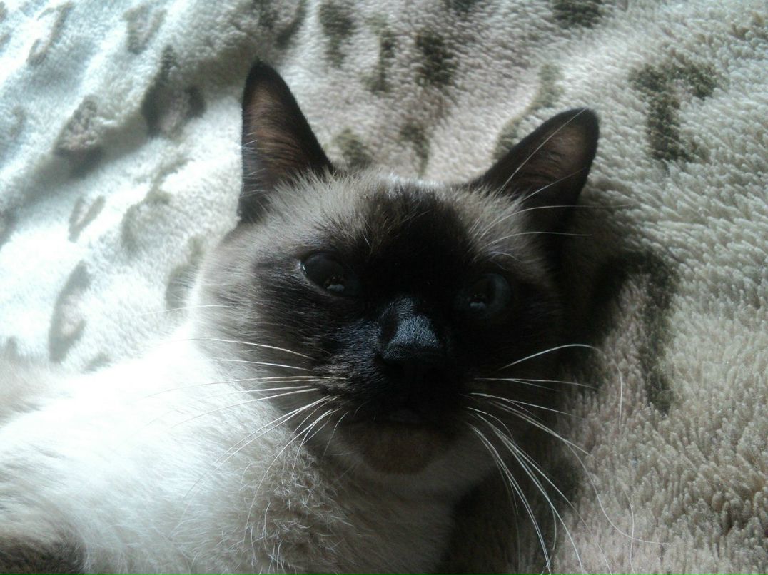 Иван Петров | Москва