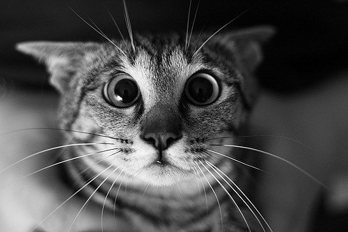 Сергей Грицков | 