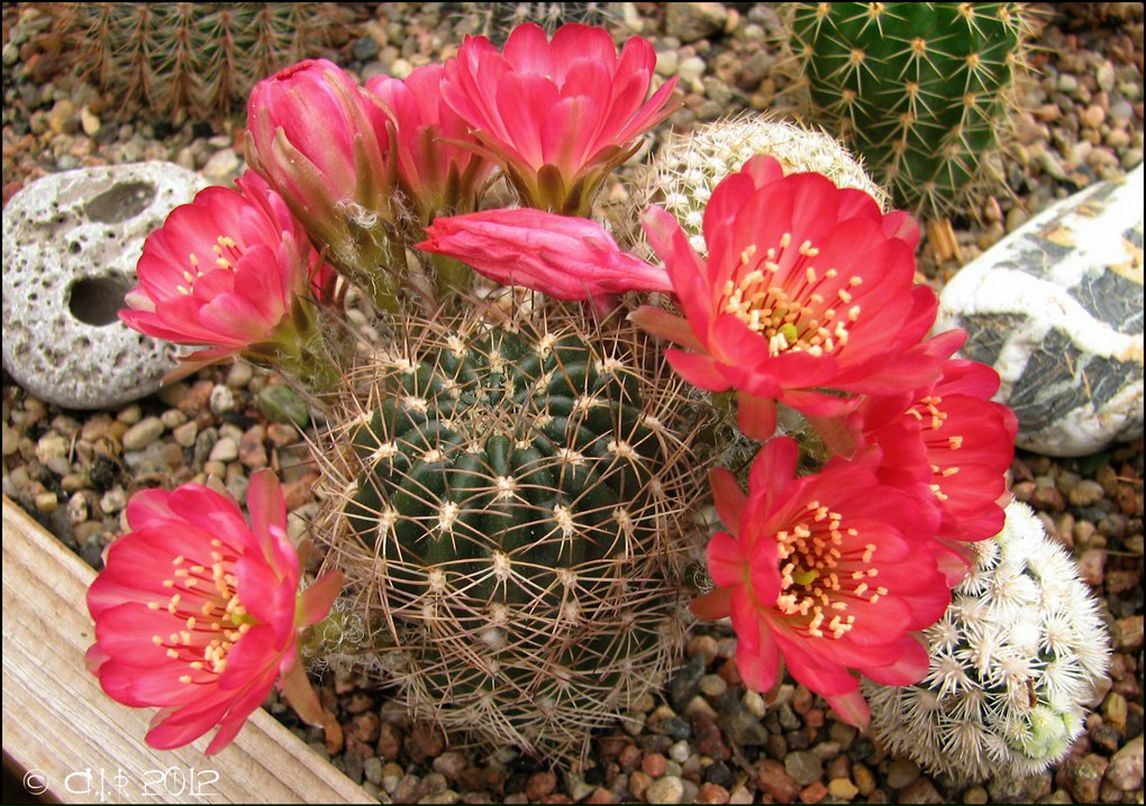 Андрей Рубченя Иванович | Колодищи