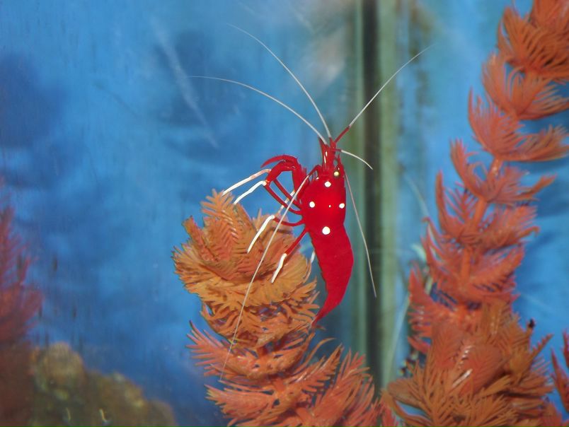 №15, Эвелина Прядкина, Одесса №15, Эвелина Прядкина, Одесса