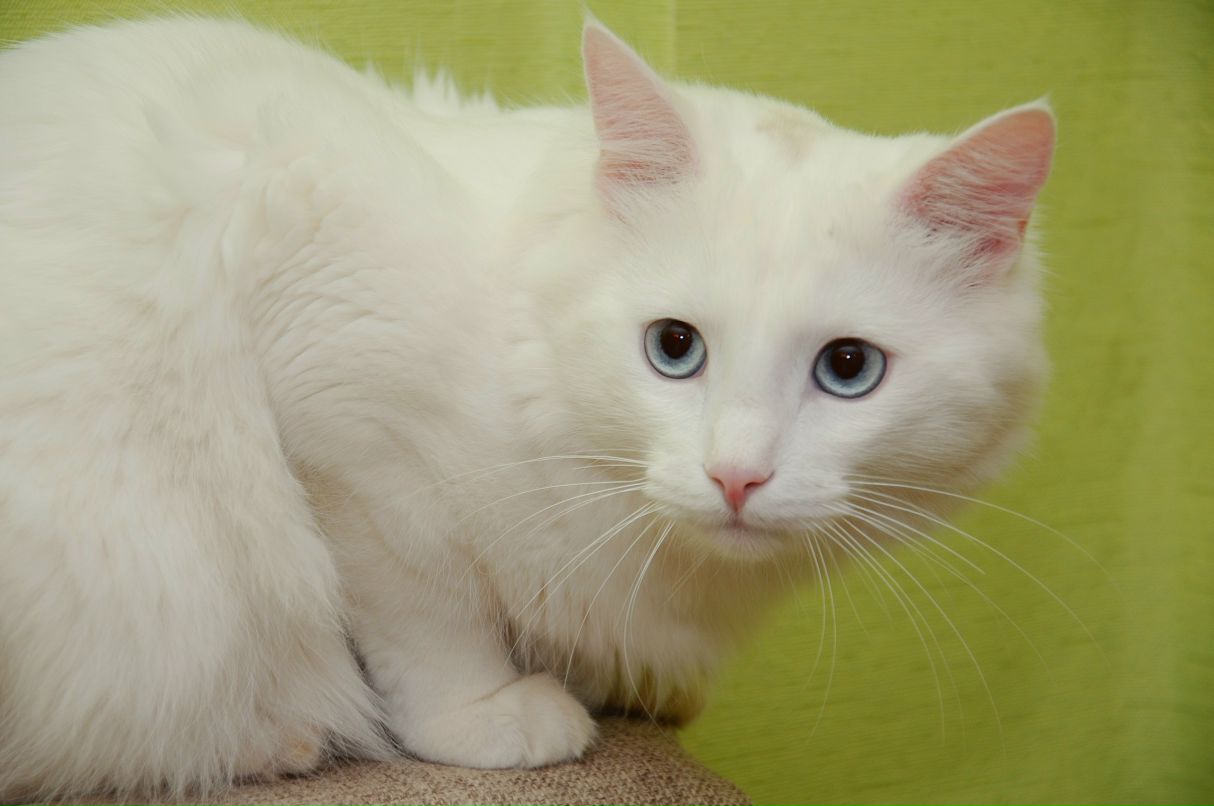 Настя Голованова | Вологда