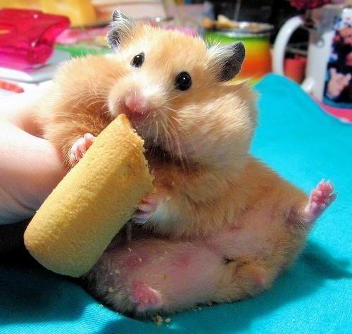 Ольга Чечель | Москва