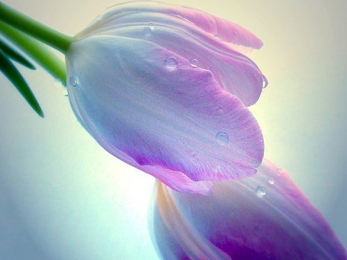 Татьяна Бубнова | Петрозаводск