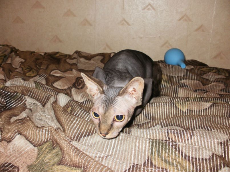 Константин Прус | Ашхабад