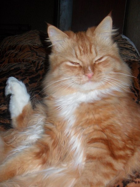 Гастроинтеролог Витя | Северодонецк