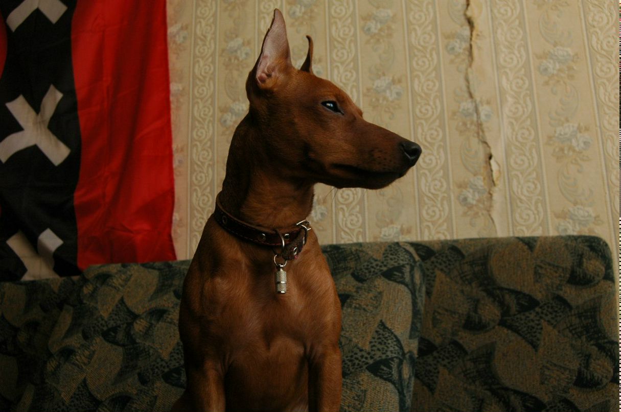 Микадо Микадов Микадович | Великий Новгород