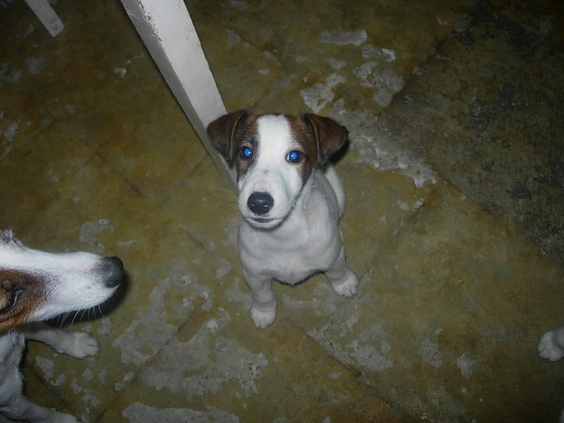 Лилия Комышан | 