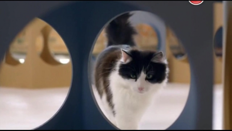 BBC. Кошачьи тайны, Cat Watch 2014: The New Horizon Experiment, 3 серия из