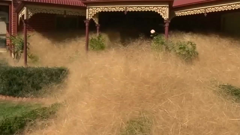 Hairy Panic tumbleweed takes over Australian