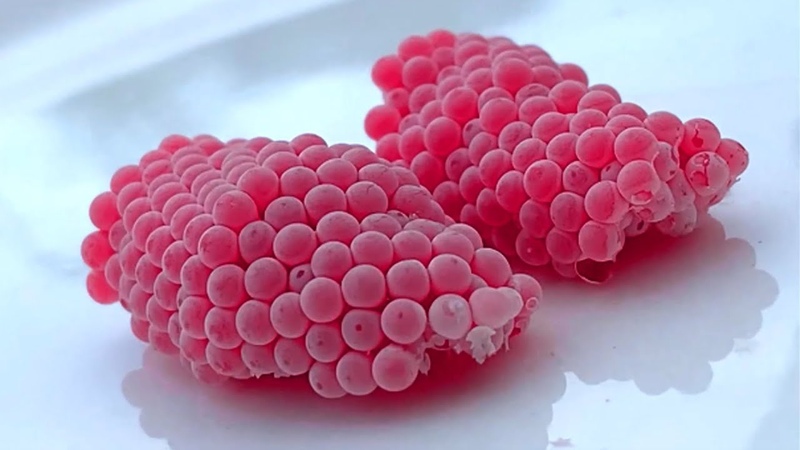 ASMR Crushed snail eggs, Apple snail Eggs ASMR