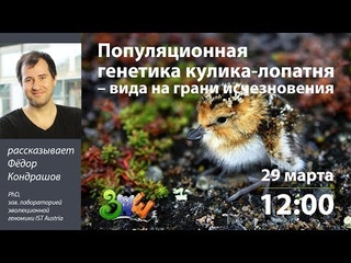 Популяционная генетика кулика-лопатня – вида на грани исчезновения