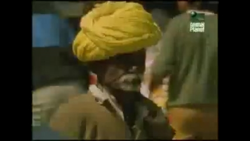 ВВС: Дикая Индия, BBC: Wild India 4 Царство