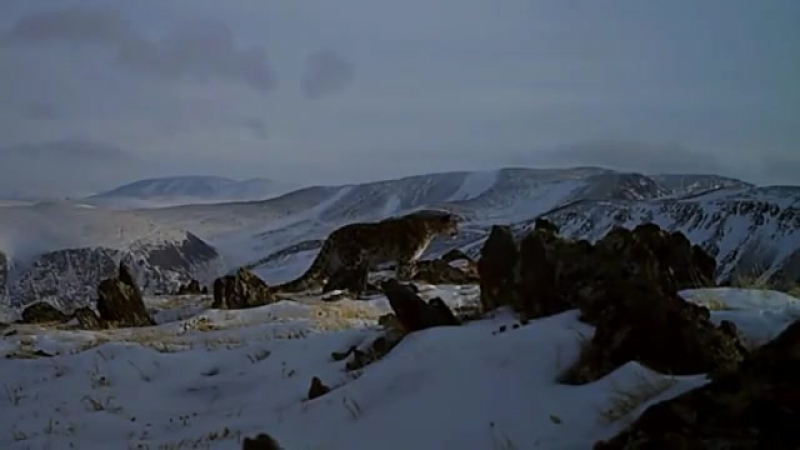 Тюргэн Кам Хан