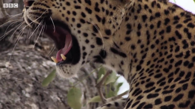 Leopard Mother Hunts for her