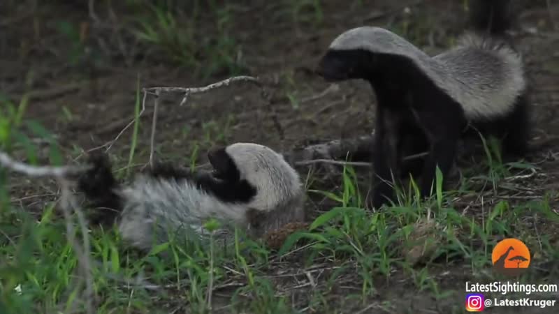 Honey Badger Rescues Her Baby from