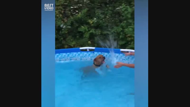 Собаки это что то
