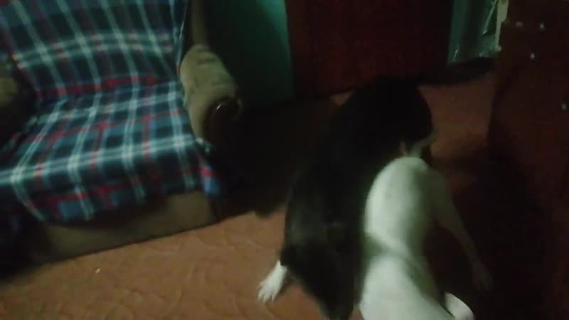 PIT BULLDOG MARS ( Mā RS GOD OF WAR) тренируется со своим