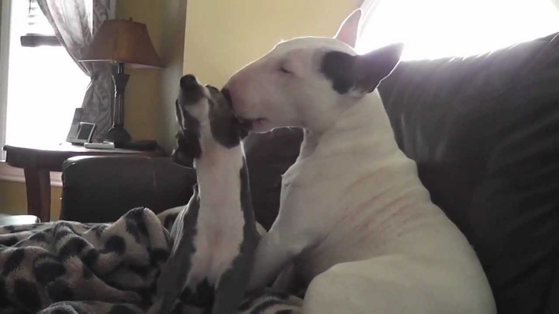 Mini Bull Terrier Showing Some