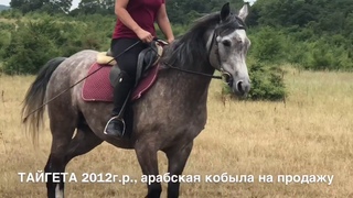 Продажа лошадей арабской породы конефермы Эквилайн, тел., WhatsApp +79883400208  (кобыла Тайгета)