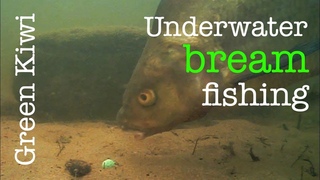Bream fishing with Green Kiwi - Underwater footage - Breamtime S4 E8