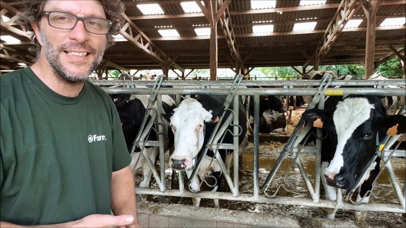 Canicule et vaches