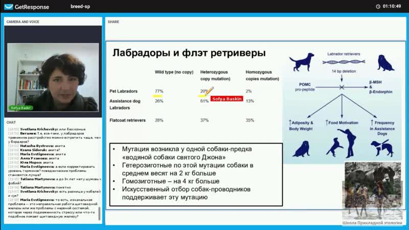 отрывок из лекции Породоспецифичное поведение собак от